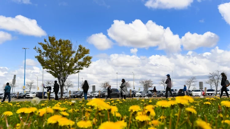 Expert: Alberta’s 2026 pollen season will be intense