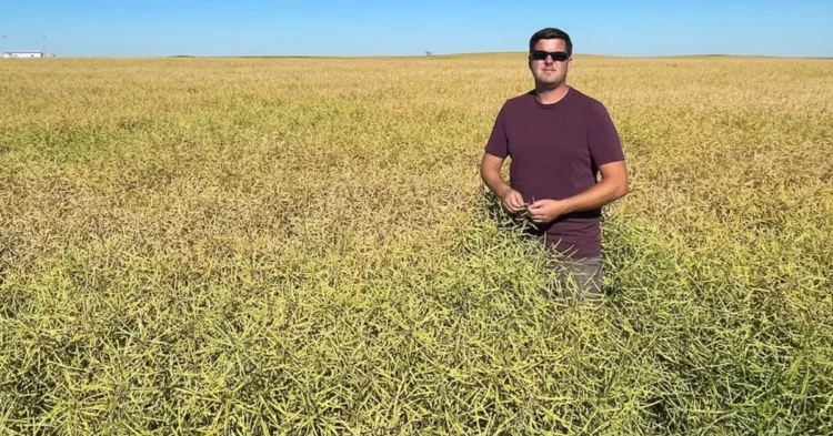 Weekly Canadian canola exports hit crop-year high